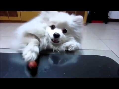 1. Собачка очень хочет кушать :) 