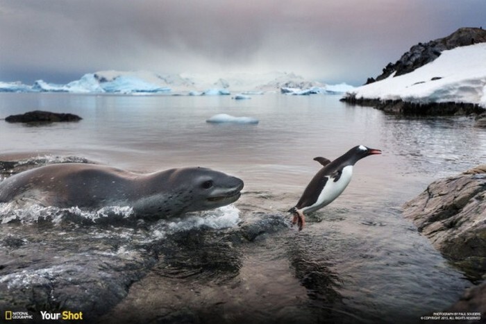 Лучшие фотографии, присланные в редакцию National Geographic, в этом году