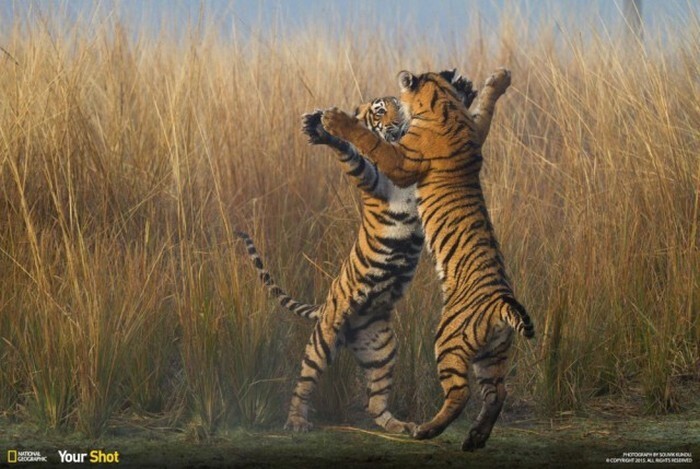 Лучшие фотографии, присланные в редакцию National Geographic, в этом году