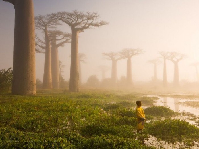 Лучшие фотографии, присланные в редакцию National Geographic, в этом году