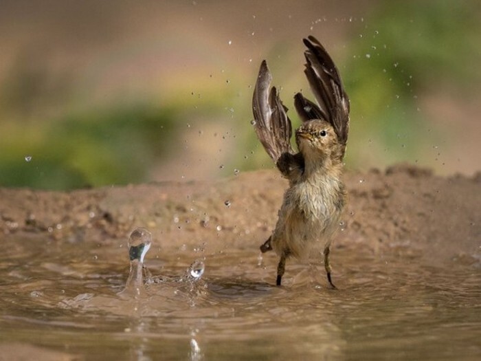 Лучшие фотографии, присланные в редакцию National Geographic, в этом году