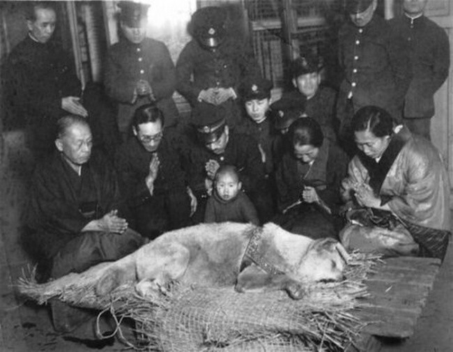Хатико перед похоронами. Япония. 1935 год.