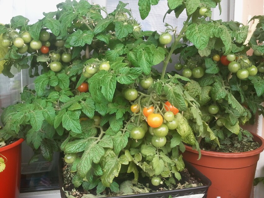 С каждого куста томатов черри собираю примерно 1.5 -2 кг. плодов за сезон.