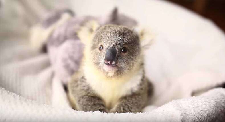Кажется, получились самые чудесные снимки коалы 