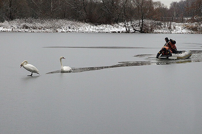 В Москве спасли пару лебедей, которая не смогла улететь в теплые края