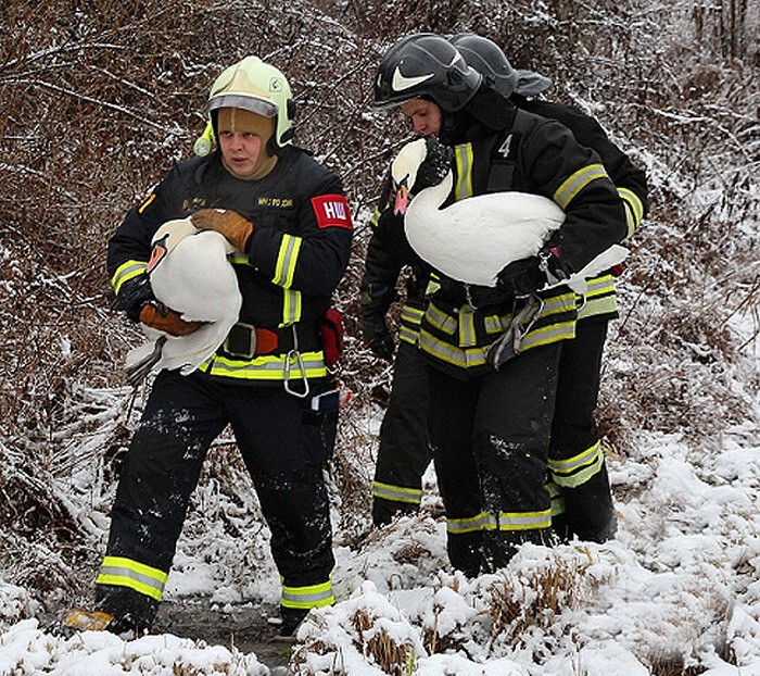 В Москве спасли пару лебедей, которая не смогла улететь в теплые края