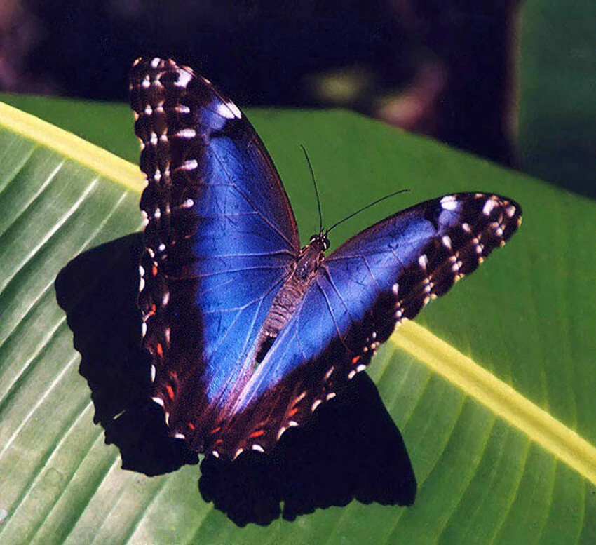 Фотоподборка красивейших бабочек на Земле
