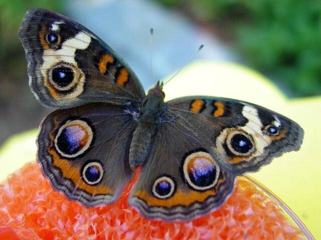 Фотоподборка красивейших бабочек на Земле