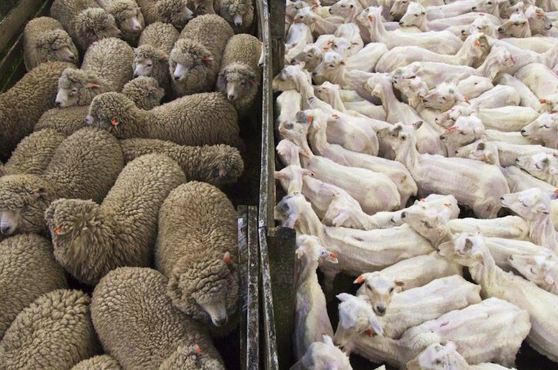 15. Стадо овец до и после стрижки.