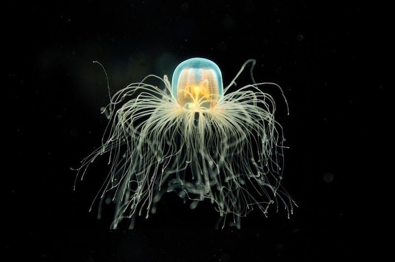 1. Медуза Turritopsis Nutricula — единственное бессмертное существо на Земле.