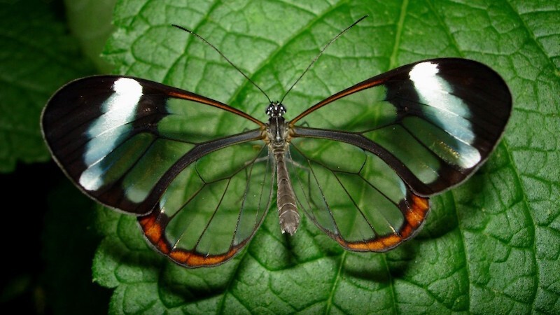 21. Бабочка с прозрачными крыльями.