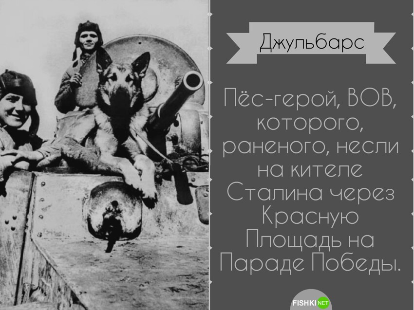 Служебный долг: собаки-герои, рискующие жизнью ради спасения человека