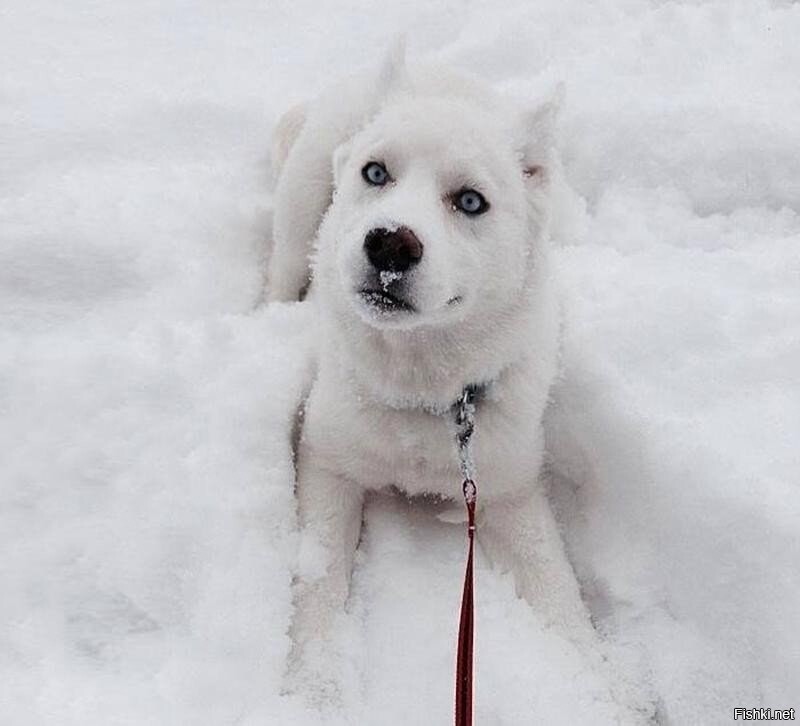 Пес, который впервые увидел снег