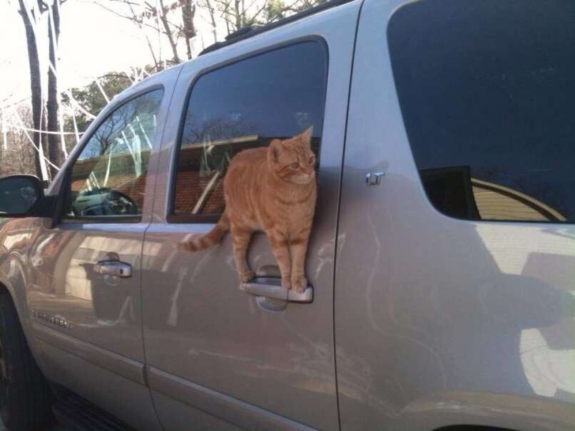 9. Коты очень вежливы. Они всегда приоткроют вам дверь машины.