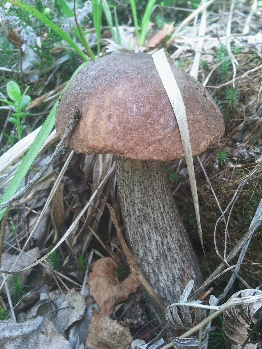 Июльские грибы 2015