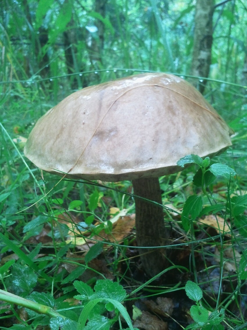 Июльские грибы 2015