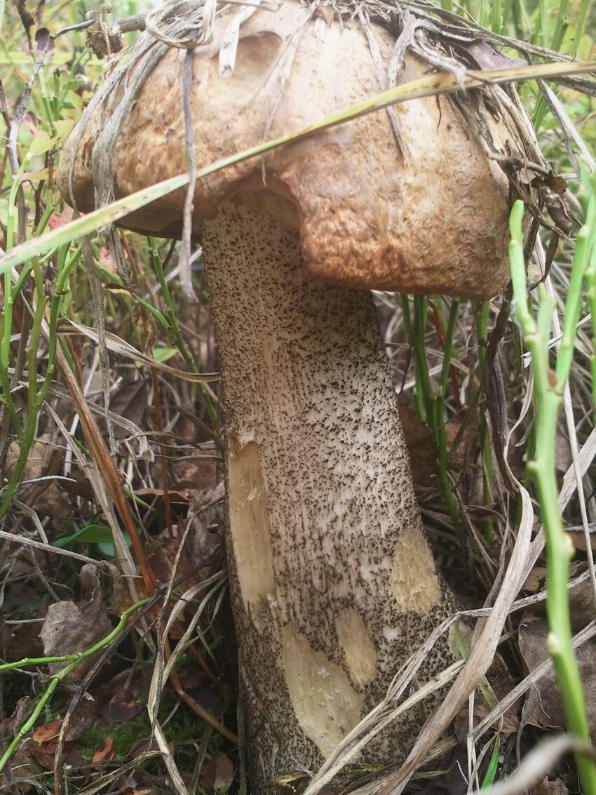 Сентябрьские грибы 2015