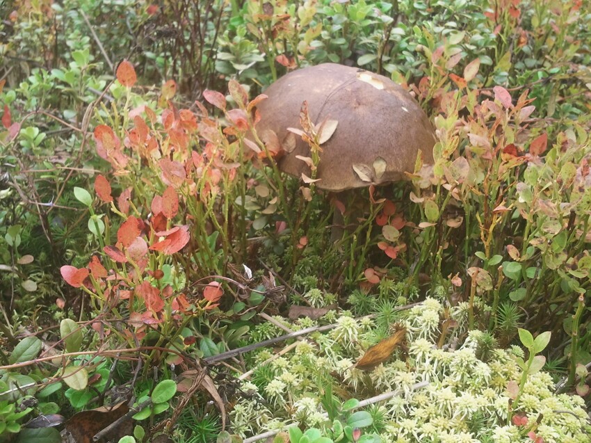 Сентябрьские грибы 2015