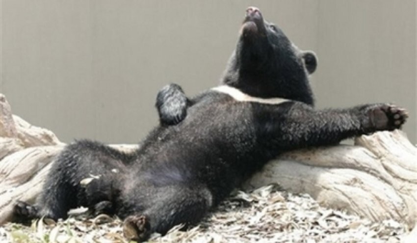 Зоопарк в Токио каждый год закрывается на 2 месяца, чтобы звери могли отдохнуть от посетителей.
