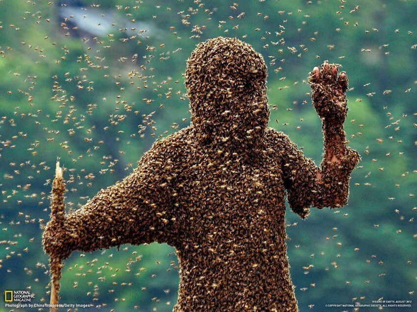  В деревне Лобовское Саратовской области живет пасечник, который способен выдержать 40 часов в улье с пчелами совершенно голый!