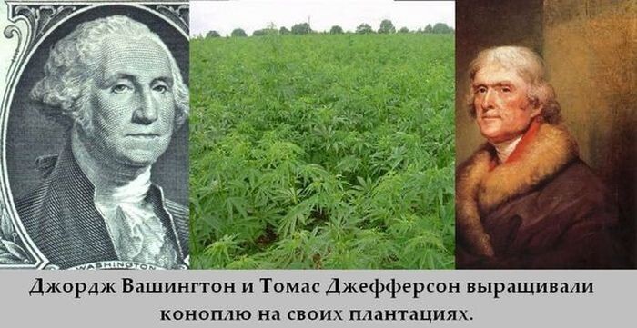Джордж Вашингтон выращивал в своем садике марихуану.