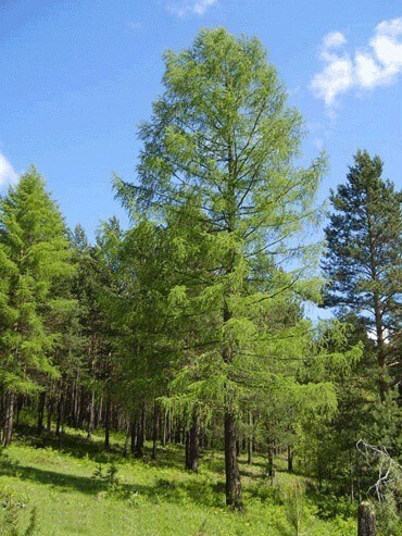 Более 20% всех деревьев мира — сибирские лиственницы.