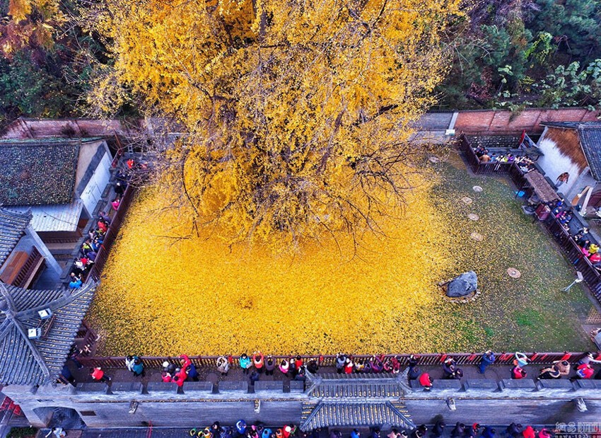 1400-летнее дерево гинкго превратило дворик буддийского храма в желтый океан