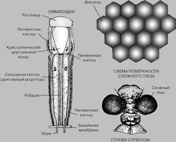 История зрения или миф о «нечленимой сложности»