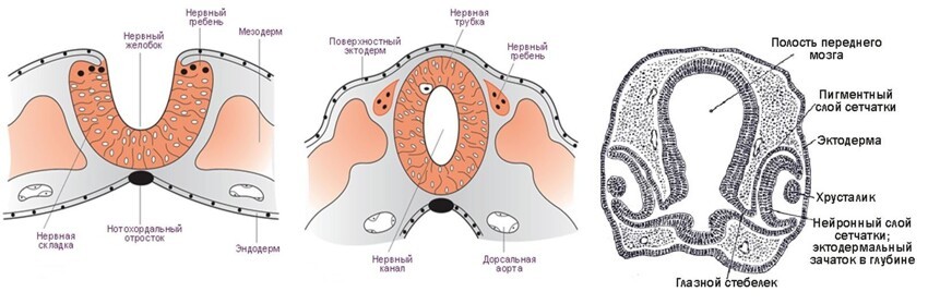 Нейруляция у зародыша человека. Внешняя сторона эктодермы соответствует внутренней поверхности нервной трубки.