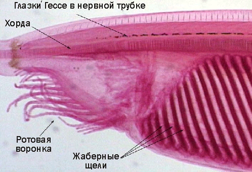 Передняя часть тела ланцетника. Глазки Гессе находятся внутри нервной трубки.