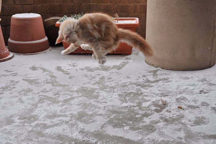 Фотоистория: "Кот и первый снег"