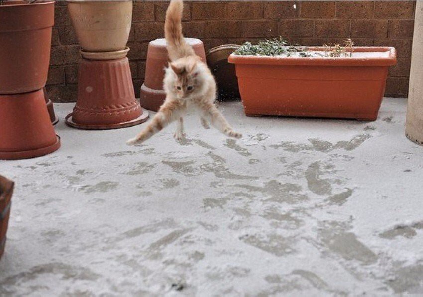Фотоистория: "Кот и первый снег"