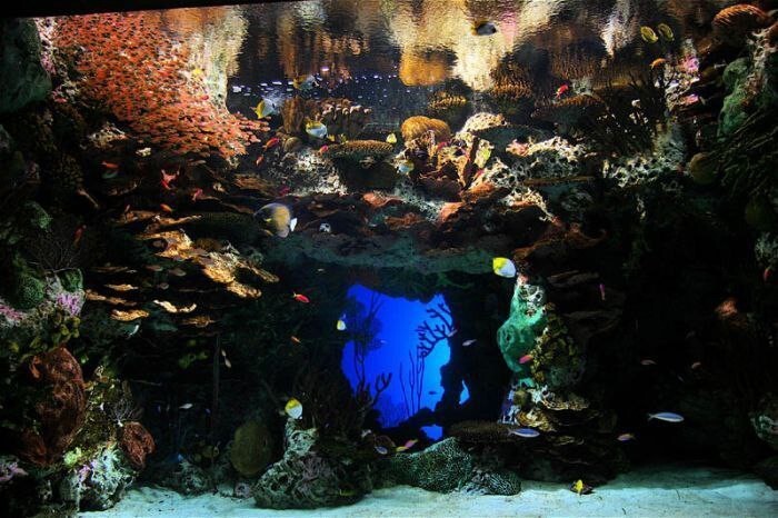 Самый большой искусственный аквариум в мире находится в Атланте