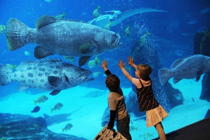 Самый большой искусственный аквариум в мире находится в Атланте