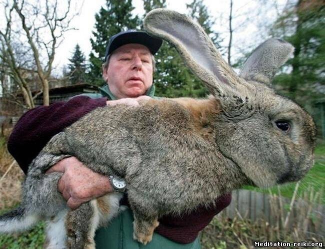 Кто поверит, что кролик может вырасти до таких размеров?