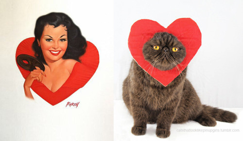 PinUp котики  