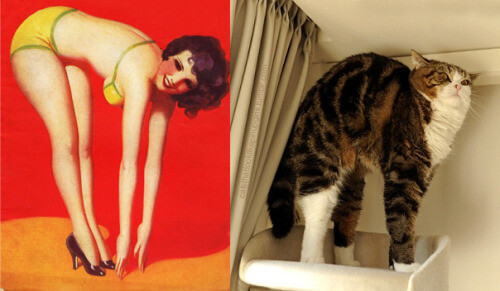 PinUp котики  