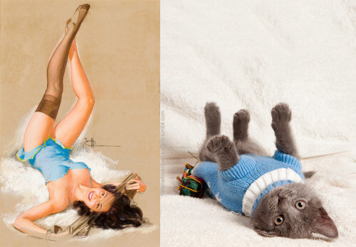 PinUp котики  