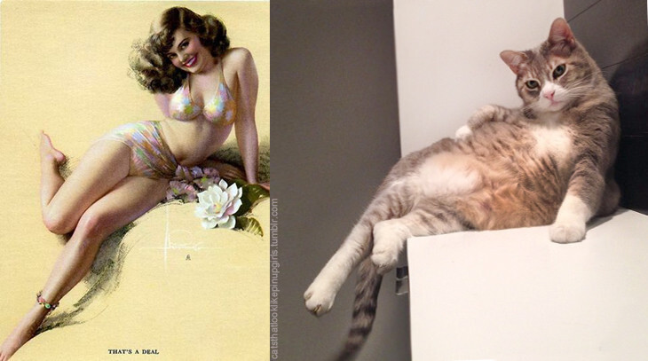 PinUp котики  