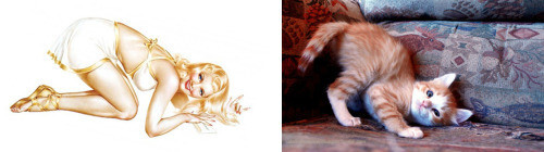PinUp котики  