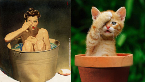 PinUp котики  