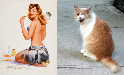 PinUp котики  