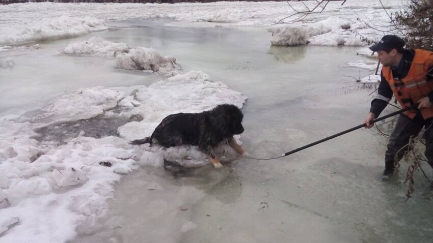 В Прикамье спасатели вытащили собаку из полыньи