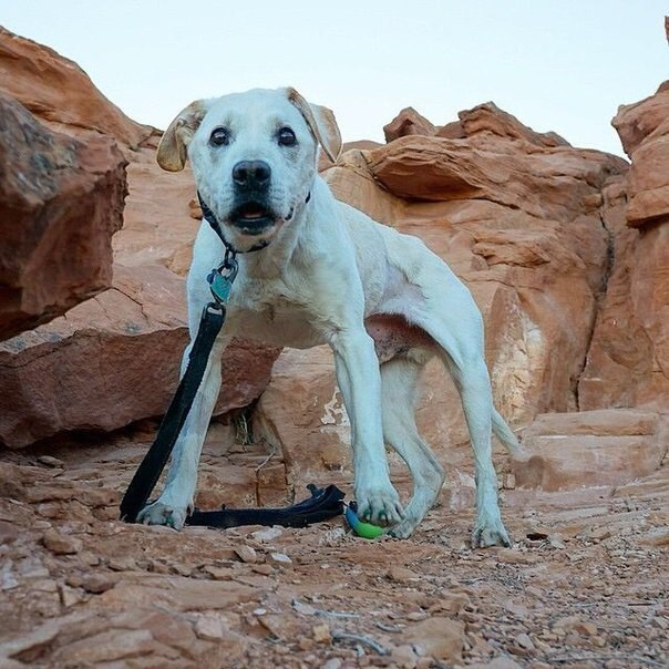 Узнав о смертельной болезни своего пса, он повез его в последнее путешествие