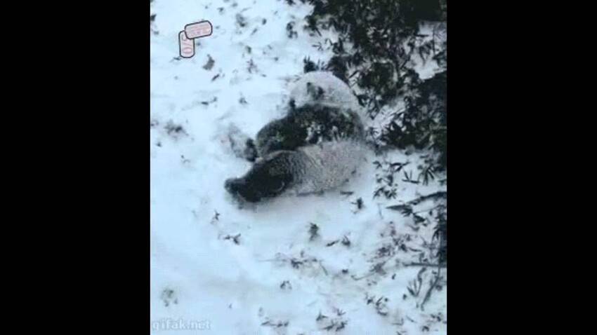 Панда впервые увидел снег 