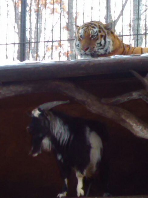 В Приморском Сафари-парке уже четвертый день в одном вольере живут тигр и козел