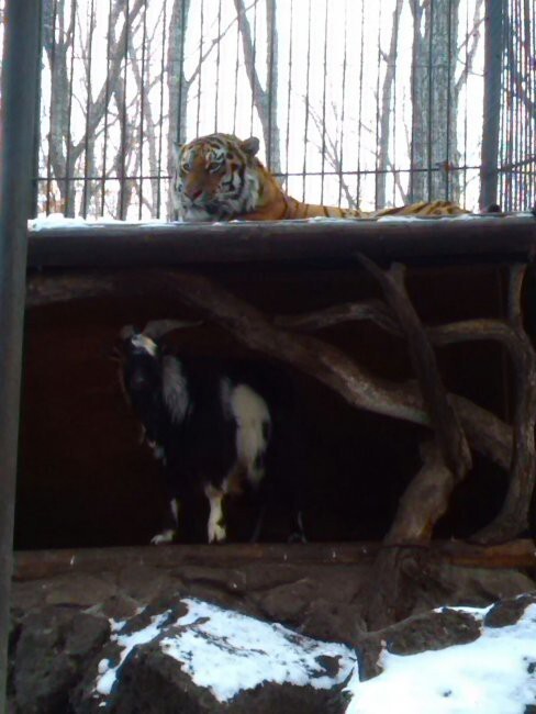 В Приморском Сафари-парке уже четвертый день в одном вольере живут тигр и козел