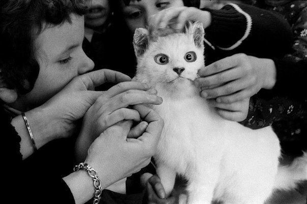Слепые дети изучают кошку, фотограф Джейн Этвуд, 1981 г.