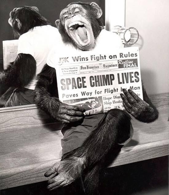 Вернувшаяся живой и невредимой из космоса обезьяна Джек, позирует с газетой, в которой написано о нем