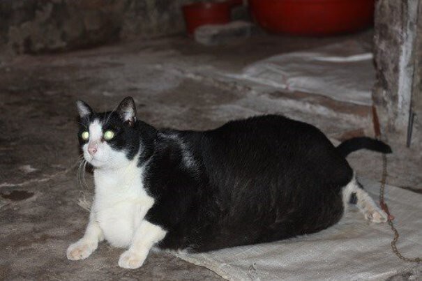 Во Вьетнаме нашли нового претендента на звание самого толстого кота в мире
